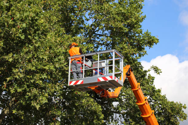 Best Large Tree Removal  in Indian Hills, TX